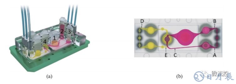 多器官微流控芯片技术及其应用